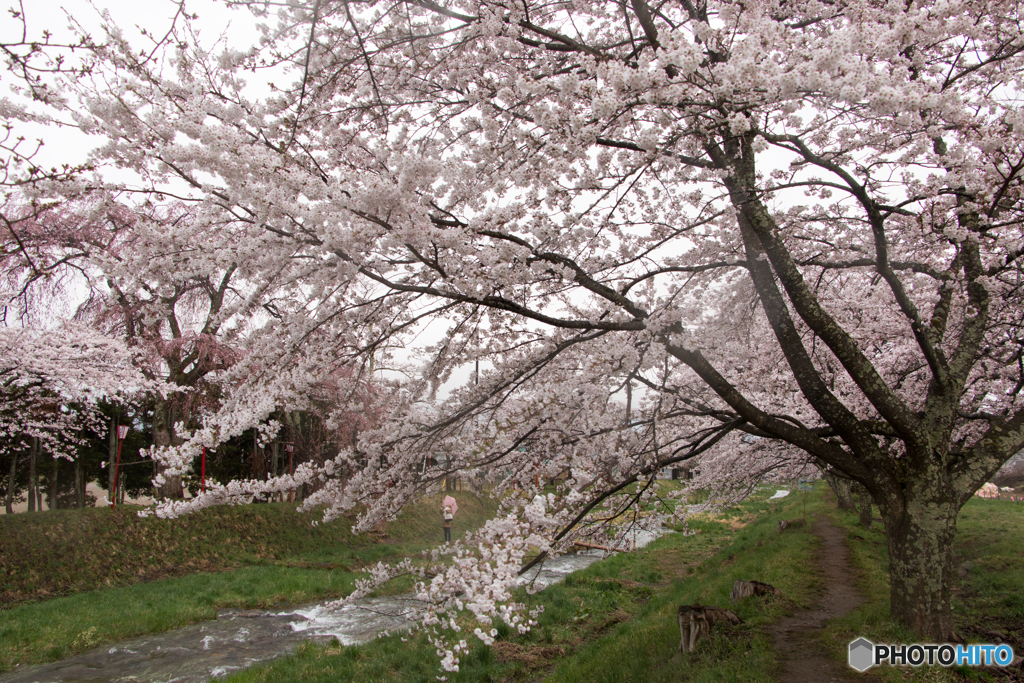 雨の日の観音寺川