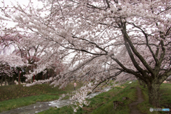 雨の日の観音寺川
