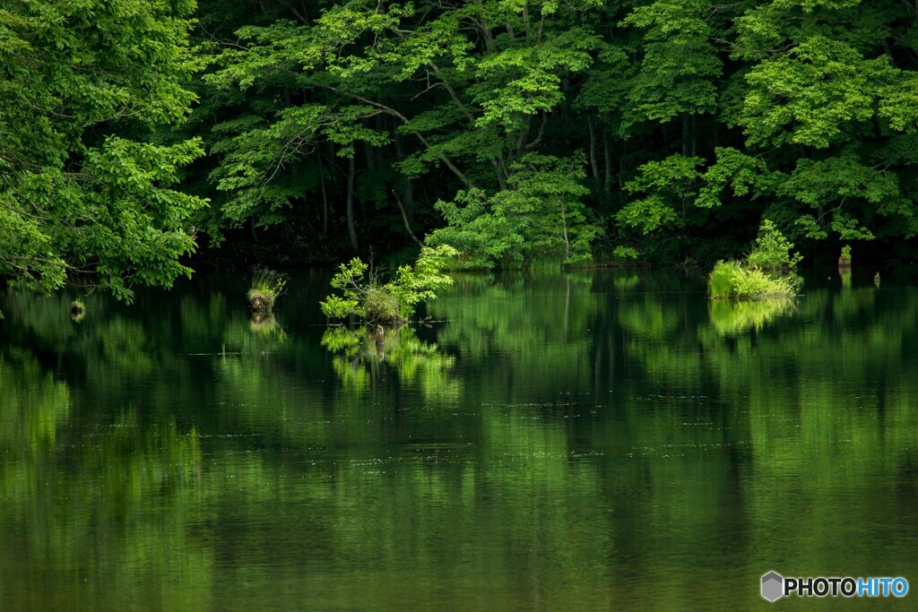 賑やかな水没林