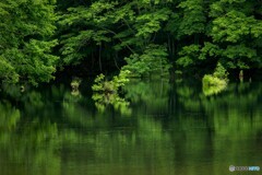 賑やかな水没林