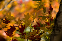 紅葉途中^^