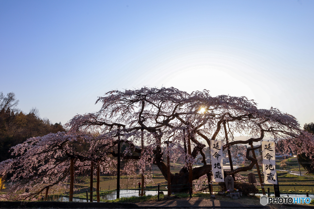 光輝く桜