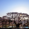 光輝く桜