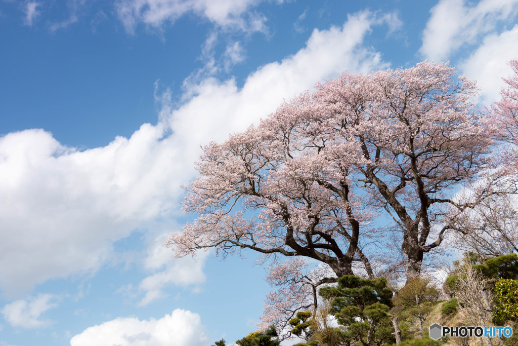 弘法桜