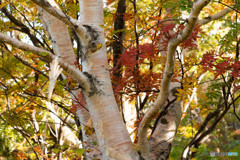 ちょこっと紅葉