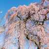 武家屋敷のしだれ桜