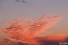 夕陽に染まる凸凹雲