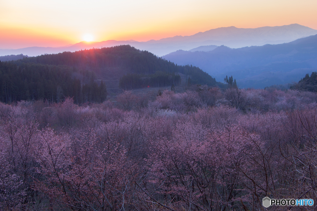 輝く桜峠