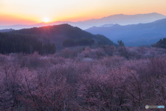 輝く桜峠