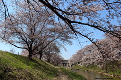 藤田川の桜