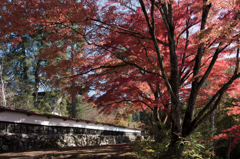 圓蔵寺庫裡の白壁ともみじ