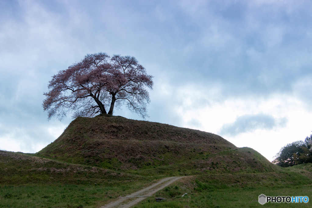 平堂壇の桜