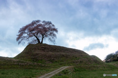 平堂壇の桜