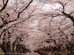 桜満開