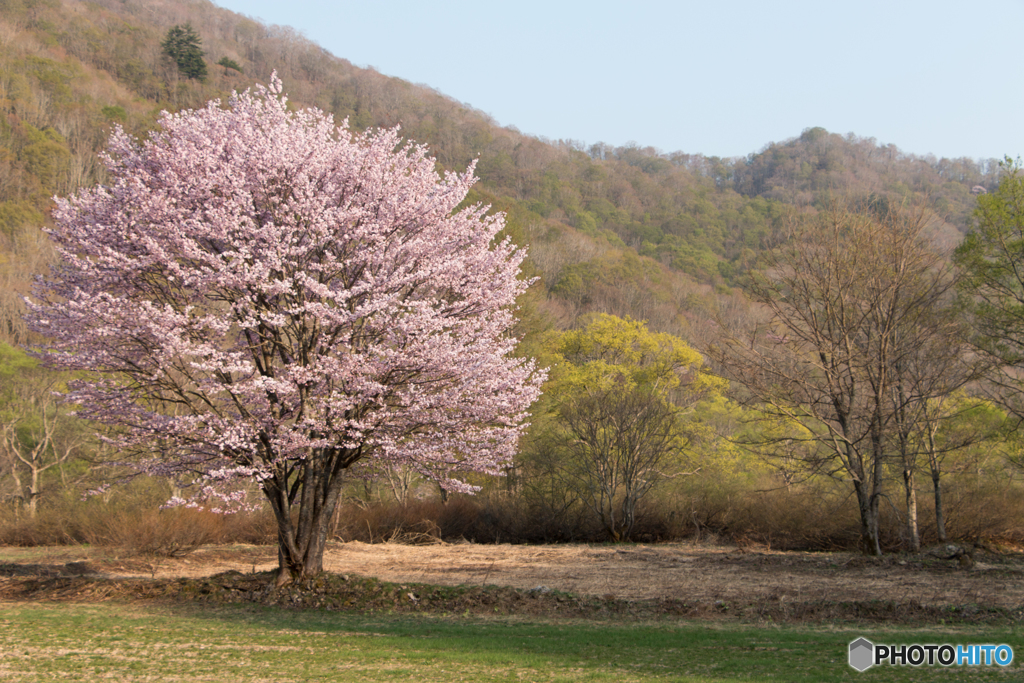 春色の一本桜