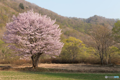 春色の一本桜