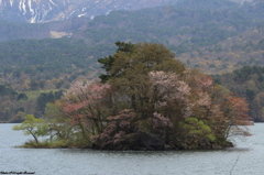 桧原湖に浮かぶ桜島