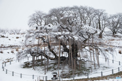 雪の三春滝桜