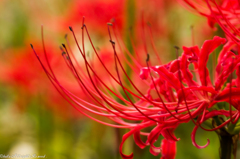 曼珠沙華
