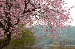 桧原湖沿いの桜