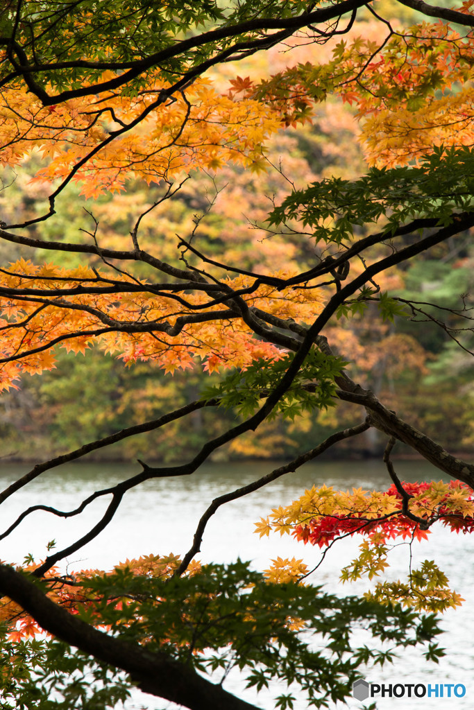 姫沼の紅葉