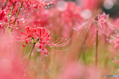 雨音のワルツ