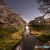 暗闇の桜並木