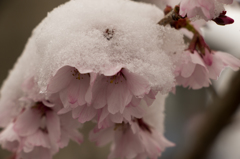 雪桜