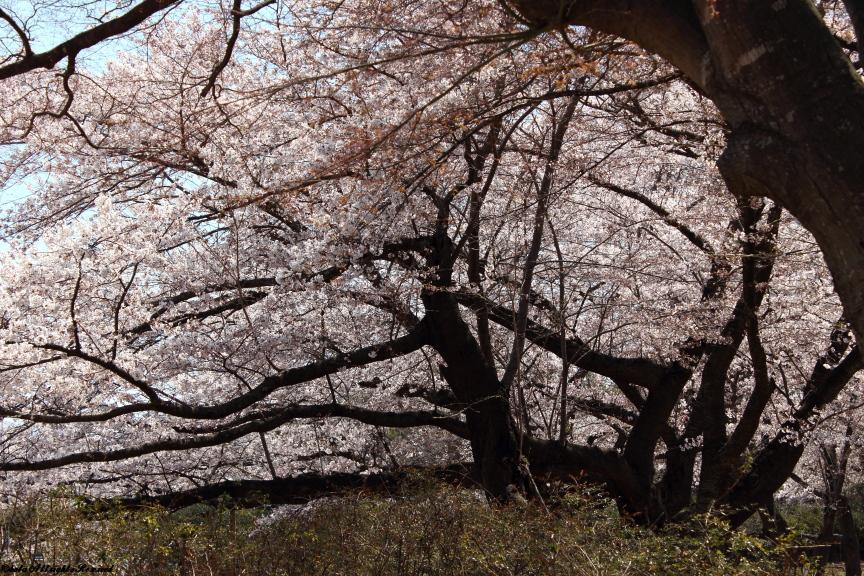 開成山公園の桜