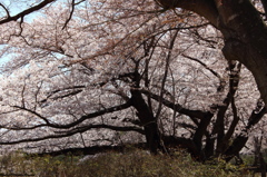 開成山公園の桜