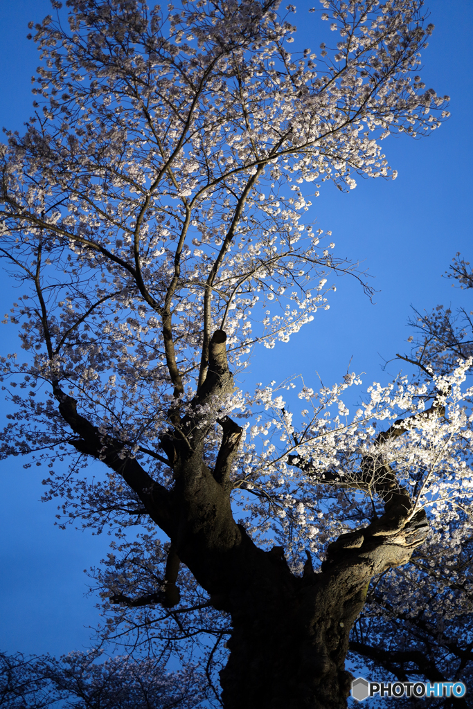 日本最古級の桜の物語