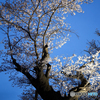 日本最古級の桜の物語