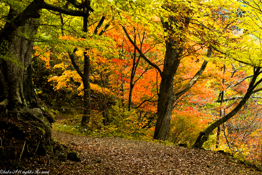 観音沼の紅葉