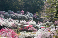 満開の花桃Ⅱ