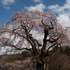 八十内かもん桜