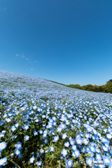 蒼の二重奏