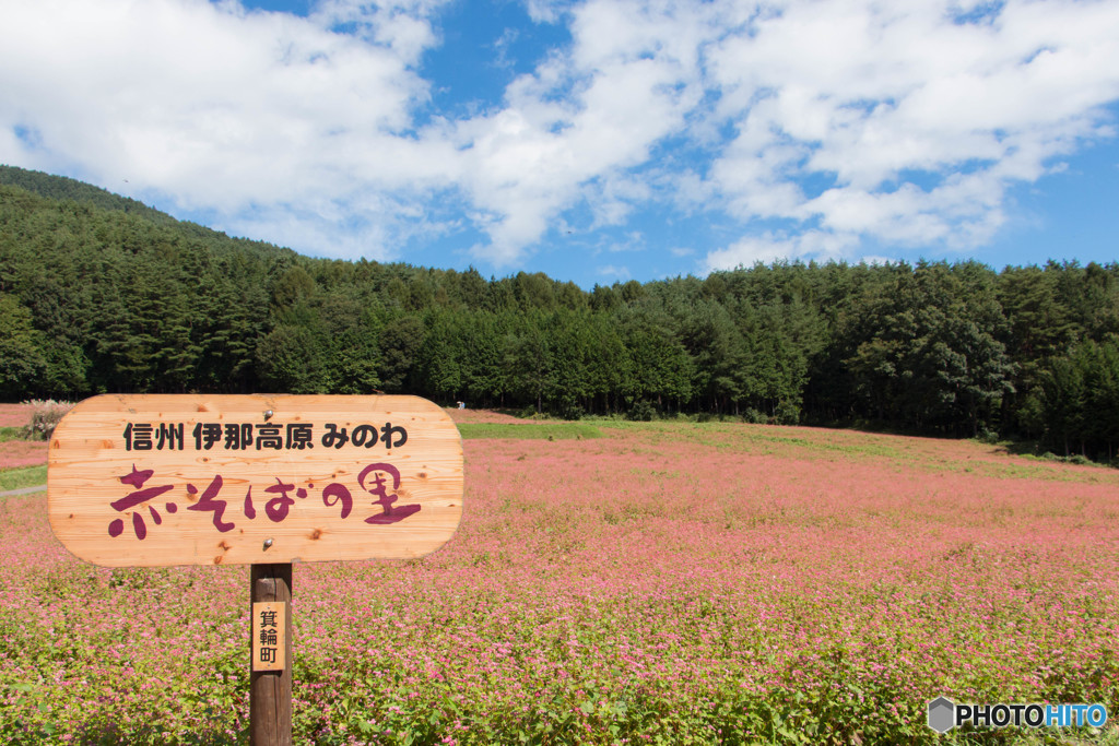 高嶺ルビー　Ⅱ