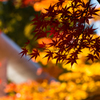 土津神社の紅葉Ⅰ