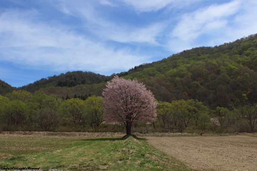 桧原の一本桜