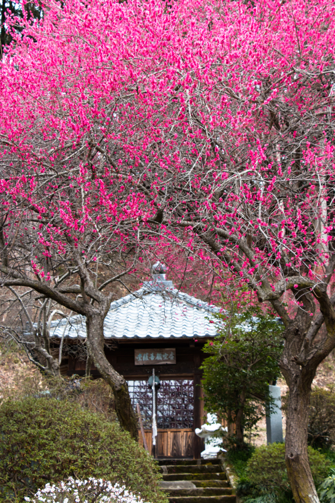 shocking pink 
