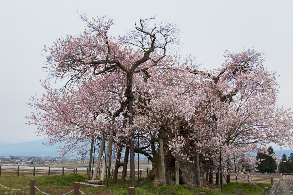 米沢の千歳桜
