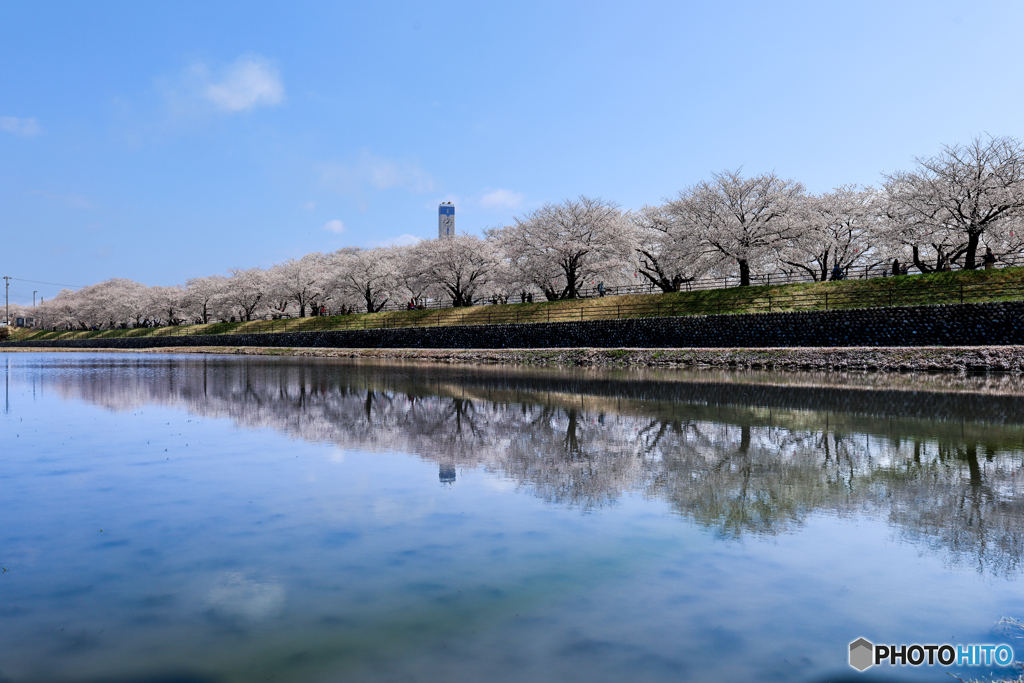 満開の桜のリフレ