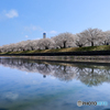 満開の桜のリフレ