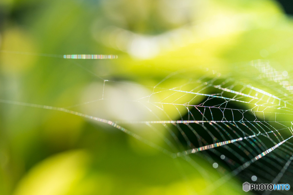 spider silk 