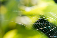 spider silk 