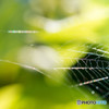 spider silk 
