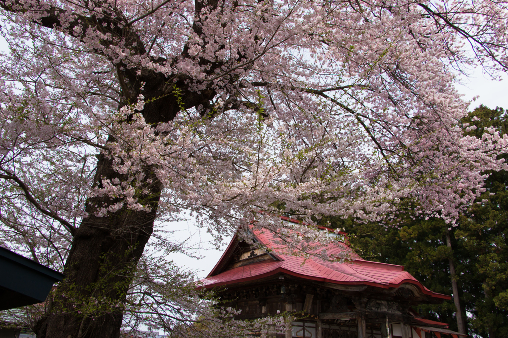 文殊院知恵桜