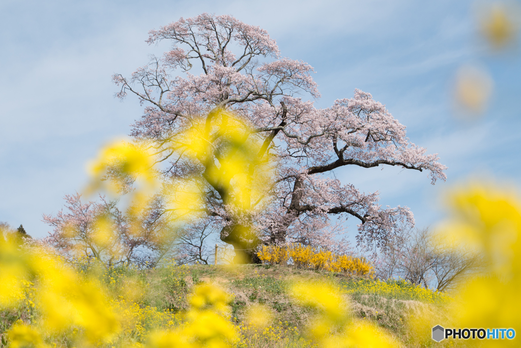 菜の花に囲まれて