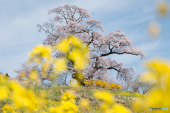 菜の花に囲まれて