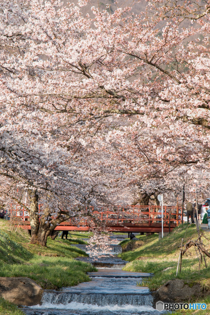 咲き誇る桜並木